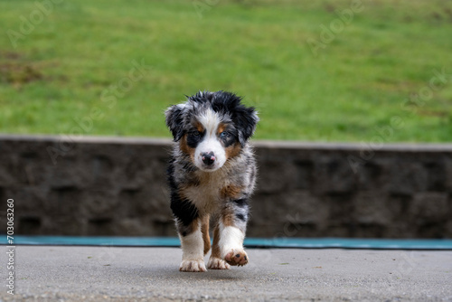 Australian Shephard puppies - Aussies are remarkably intelligent