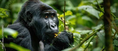 Mountain gorilla feeding in Bwindi Impenetrable National Park, Uganda.