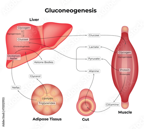 Gluconeogenesis Science Design Vector Illustration Diagram