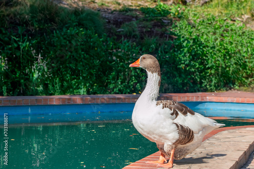 Ganso al costado de una piscina