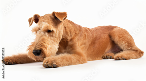 Lakeland Terrier Dog lie dog lie view from the side