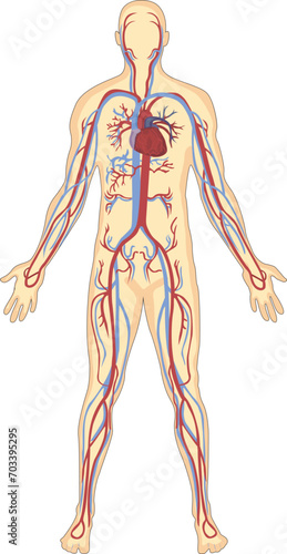 Human blood vessels anatomy illustration