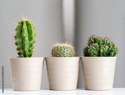 cactus with blur gray background
