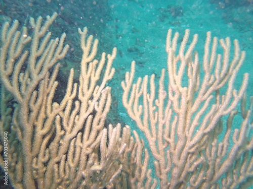 coral reed in the caribbean