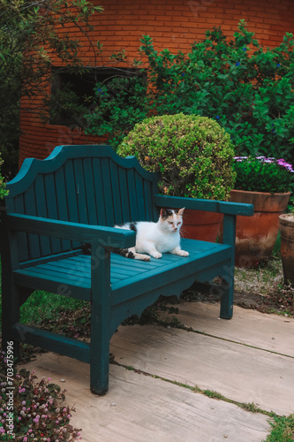 cat lying on the bench