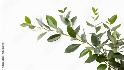 green leaves on background italian ruscus branch on isolated white background