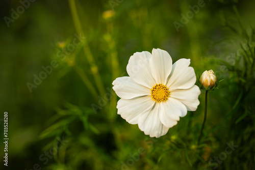 białe kwiaty onętka, kosmos, cosmos flowers 