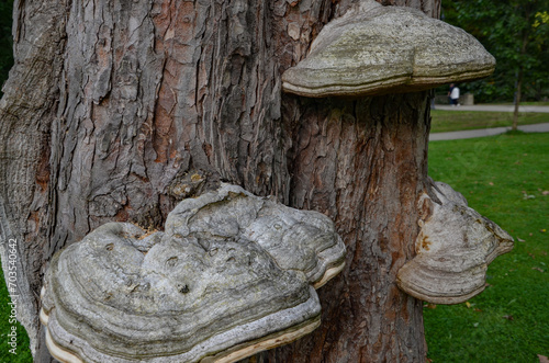 mushrooms on a tree