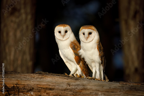 Owl couple at sunset. Pair of barn owls, Tyto alba, perched on edge of forest in last evening sunrays. Autumn in wild nature. Beautiful birds with heart-shaped face. Romantic scene. Wildlife.