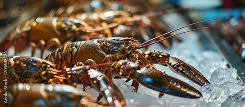 Omani lobsters on ice in a Dubai market stall, ready for sale.
