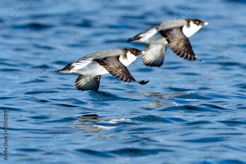 Ancient Murrelets in Flight in Puget Sound