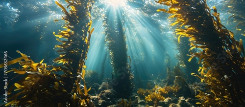 Sunlight penetrates a kelp forest in Monterey Bay, providing crucial habitat.