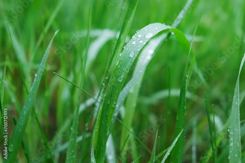 Green grass with water drops on the surface