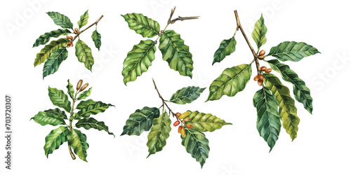 set of watercolor coffee tree branch on white background, illustration