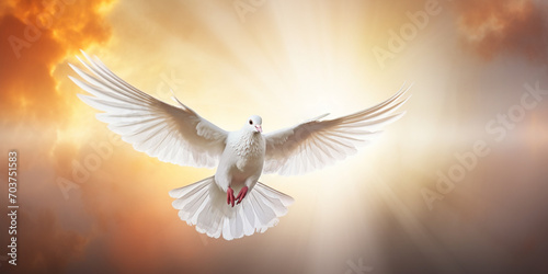 White Dove Illuminated by Sunlight in Flight