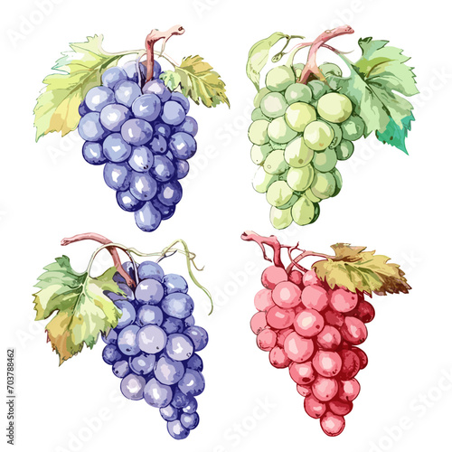 Watercolor Painting. Hand drawn ripe grapes branches set. Grape bunches of blue, pink, green, yellow color isolated on white background.