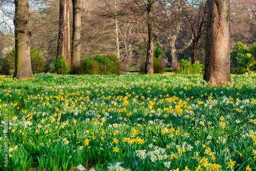 Daffodils in the Park, an abundance of daffodils in Hagley Park, Christchurch, New Zealand.