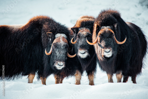 Trio of musk oxen in the snow