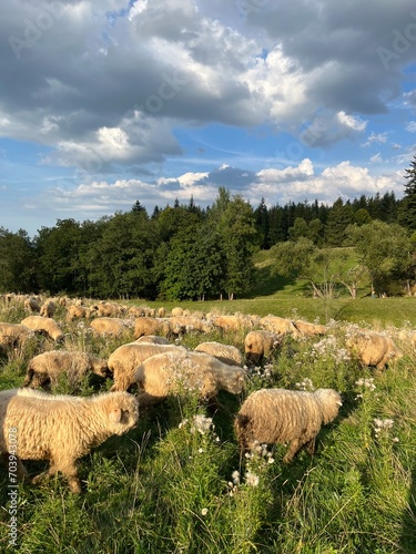 Sheeps in Tatra Mountains