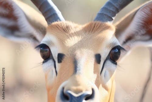 close-up of impala eyes and horns