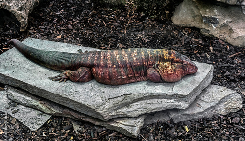 Red teju lizard male on the stone. Latin name - Salvator rufescens 