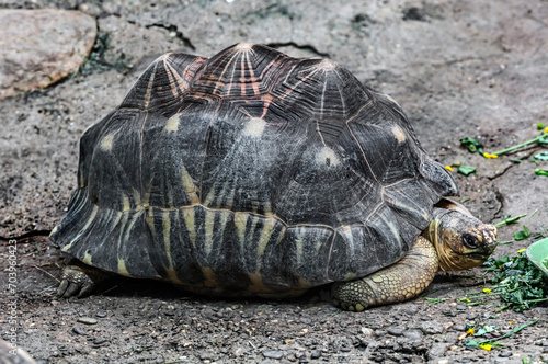 Radiated tortoise eats salad. Latin name - Astrochelys radiata