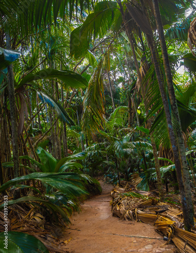 The Vallee De Mai palm forest. May Valley, island of Praslin, Seychelles
