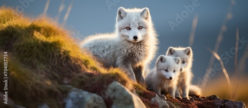 Arctic foxes in Iceland with offspring.