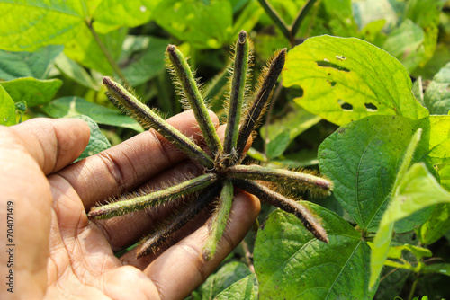 Vigna mungo or black gram growing at Indian field 