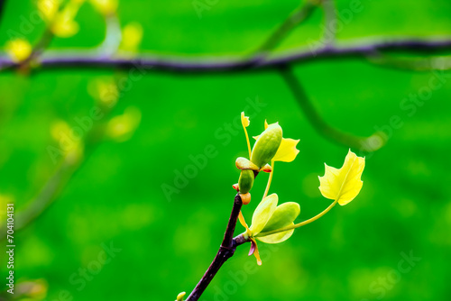 Tulip liriodendron is a beautiful ornamental tree. Tulip liriodendron in early spring. Close-up.