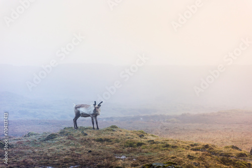 deer in fog, Iceland 