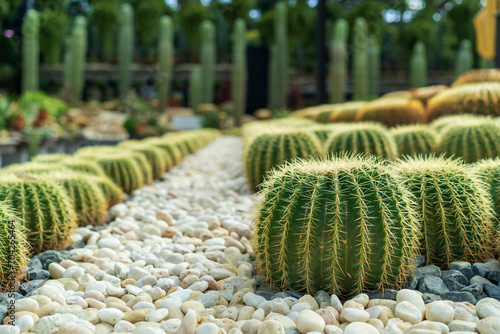 Group of small round cacti plant to many in natural garden and various cactus trees farm and sharp thorns to growing on white gravel stones for desert tree decoration and green nature background