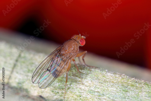 Cherry drosophila called also spotted-wing drosophila (Drosophila suzukii). Economically important pest of various fruits. Female.