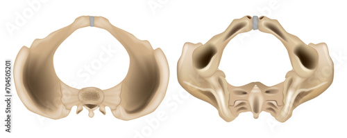 Anatomy of the Pelvis Superior view and Inferior view. Pelvis anatomical skeleton structure. Medical education scheme with ilium, ischium, coccyx, sacrum and pubic bone examples. 