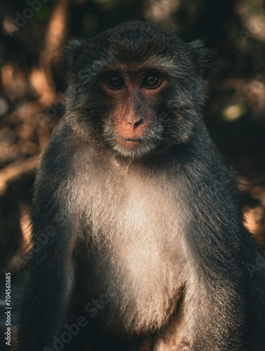 dark Taiwan makak monkey