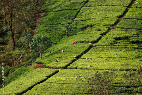Landscape of Tea plantation in Sri Lanka (Ceylon), green fields with tea plant, detail of tea plant, blue sky with clouds, important export product, colourful dress of pickers on the green field