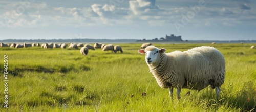 Sheep graze on salt marshes near Mont Saint-Michel, between Normandy and Brittany, under a sunny sky.