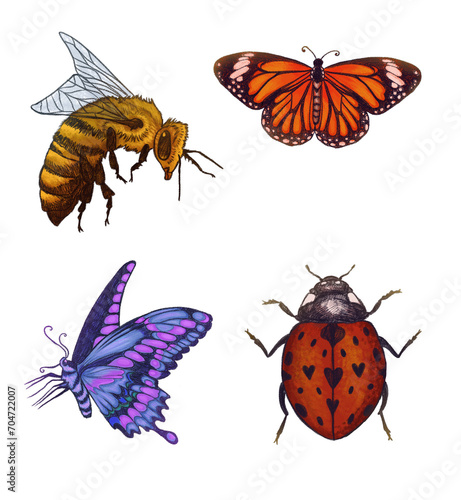 set of insects isolated