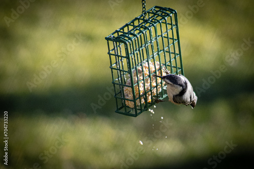 bird eating suet from hanging bird feeder 