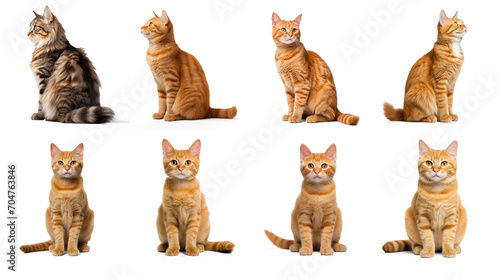 Set of photorealistic cat sitting isolate on transparency background png 