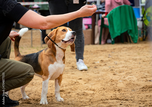Young Beagle dog at a dog show