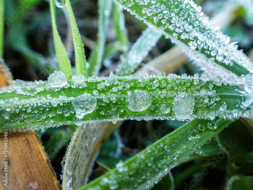 Gotas de agua congeladas. Planta verde con agua congelada. Escarcha matinal