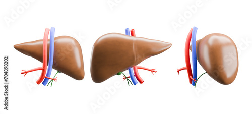 medical anatomy 3d render liver organ on white background. Hepatic human organ