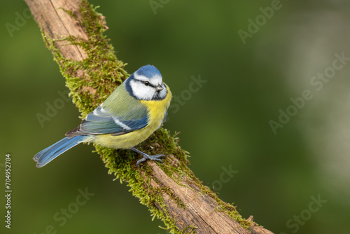 Eurasian blue tit (Parus caeruleus) sitting on the branch covered with green moss, wildlife, Slovakia 