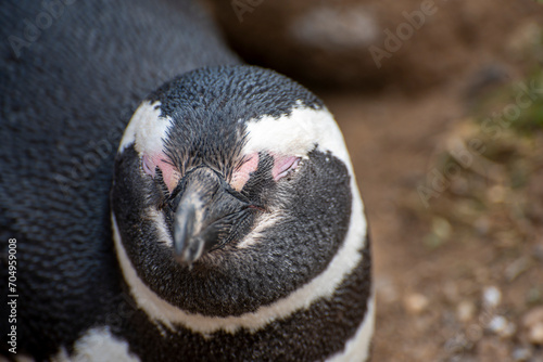 Penguin Reserve at Magdalena island in the Strait of Magellan. 