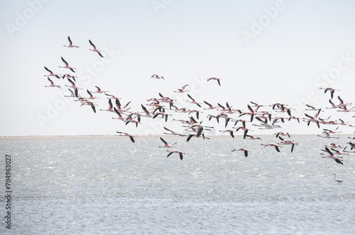Large Flock of flying pink Flamingos in Walvis Bay, namibia