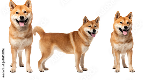 Akita dog isolated on a transparent background