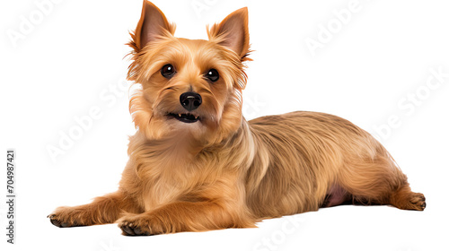 Australian Terrier dog isolated on a transparent background