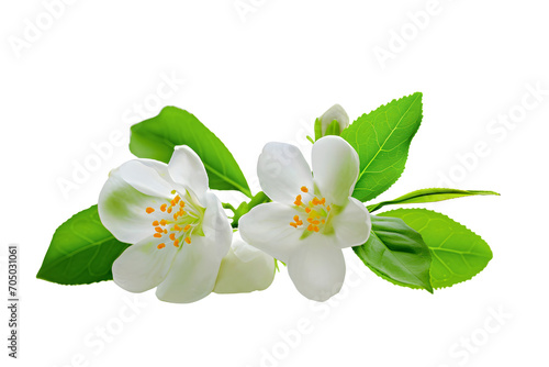 white jasmine flowers isolated on white