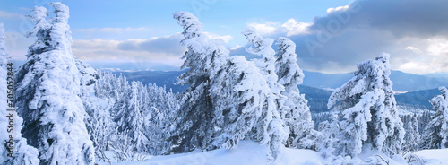 Tannenbäume verschneit am Arber, Panorama, Bayerischer Wald, Bayern, Deutschland, Europa